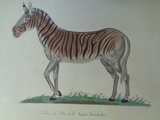 Gravure ancienne Animaux
