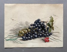 Grappe De Raisin, Aquarelle