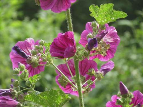 1000 graines mauve - 1000, sylvestre