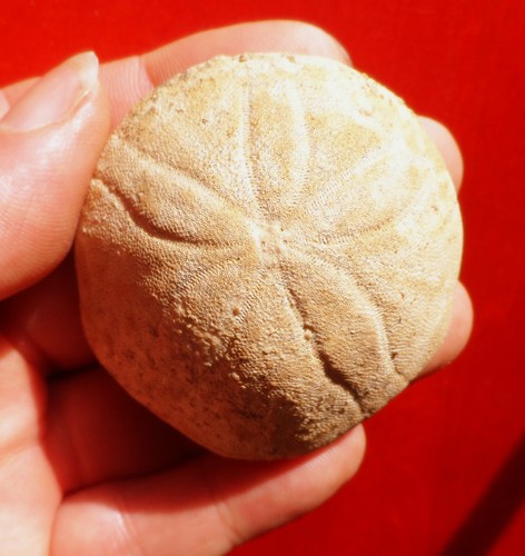 Oursin oligocene allemagne - oligocene, d'allemagne