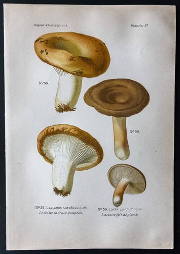 1891 planche couleur - -,