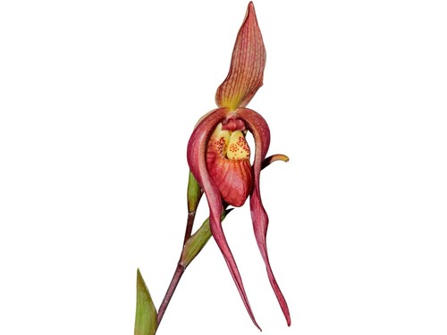 Phragmipedium harry nagata p - nagata, (p