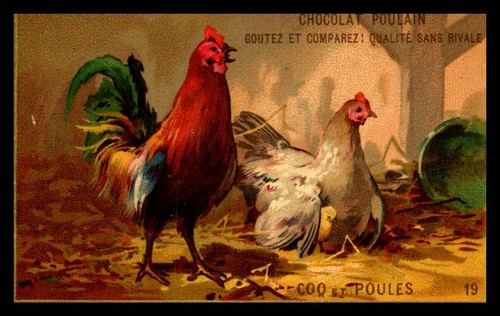 Chromos poulain coq - coq, et