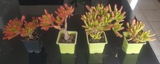 Crassula ovata