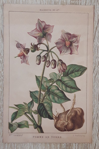 Carte-Chromos-Découpis-HACHET
