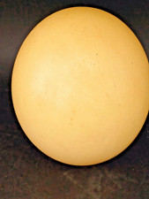 OEUF D'AUTRUCHE VIDE