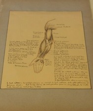 Ancienne planche anatomique