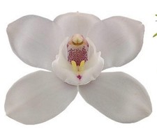 cymbidium White Flame