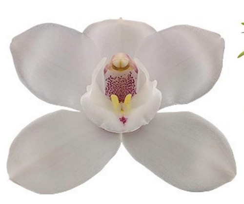 Cymbidium white flame - cymbidium,