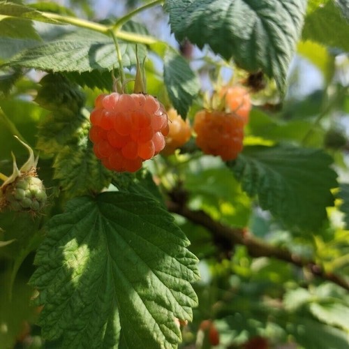 Framboise golden valentina - golden,