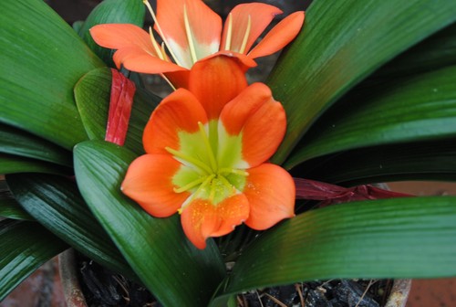 One clivia miniata seedling - one,