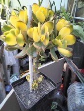 Cactus, plantes grasses : crasula ovata "shin kagetsu", jeune plant 5/7 cm