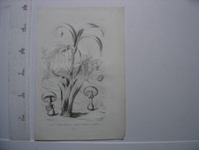 Ancienne Planche 13 Champignon