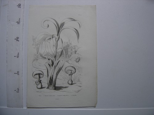 Ancienne planche champignon - planche,