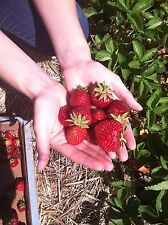 Strawberry 30 Books CD Fruit Culture Jam Jelly Growing Plants Patch Berries