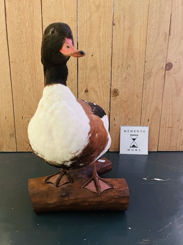 Canard empaillé - canard,