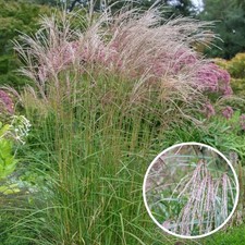 Miscanthus sinensis 'Flamingo' - Roseau de Chine rose