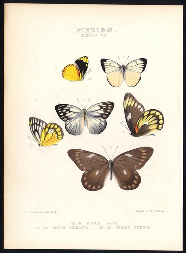 Antique butterfly and - antique,