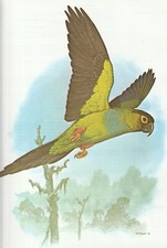 COLOUR PARROT PRINT by WILLIAM