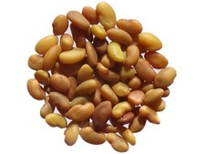 Luzerne - Medicago Sativa L. - Alfalfa - (Engrais Vert) - SEM05