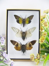 3 véritables insectes