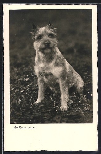 Schnauzer assis dans une - schnauzer,,
