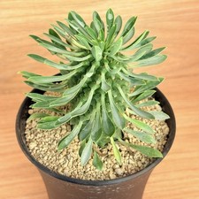 Euphorbia Sotetsu Kirin, pot