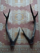 PAIRE BOIS CERF  RUSA 72CM