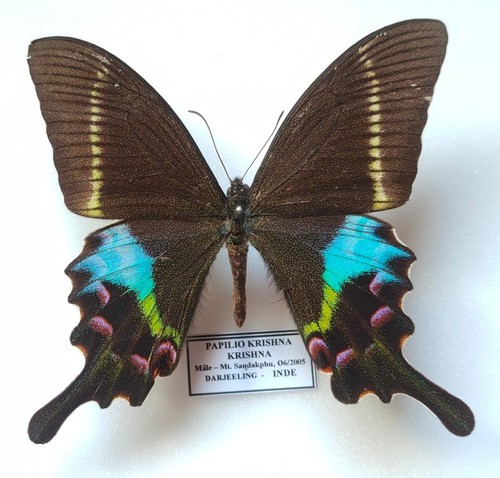 Papilio krishna male mont - krishna,