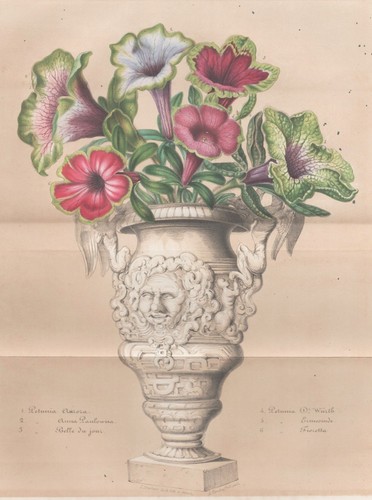Petunia petunien petunie - petunien, fleur