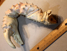 Vintage Real Alaskan King Crab