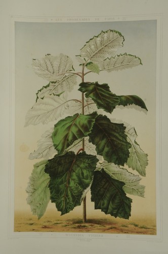 Lithographie couleur originale