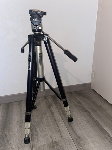 Pied slik easi - easi, video