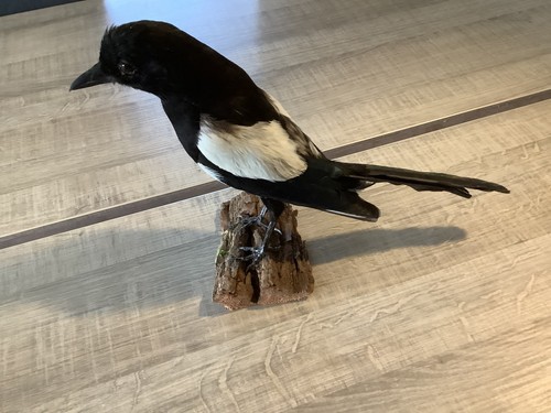Taxidermie oiseaux pie - :,