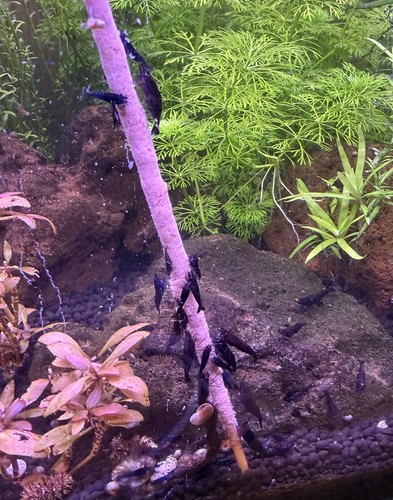 Crevette neocardina black - 10,