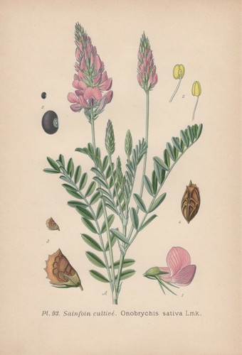 Saat esparsette onobrychis - saat-esparsette, (onobrychis