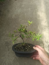 Ficus nerifolia - 1 Young Bonsaï- Rare - Willow-leaf Fig Bonsai