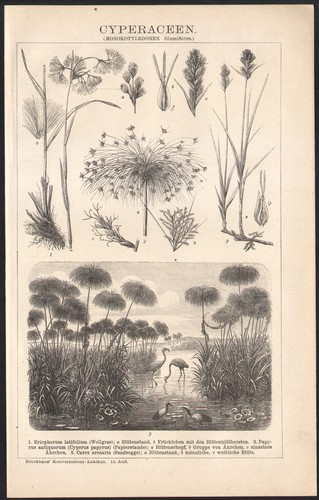 1897 gravure originale papyrus - 1897,