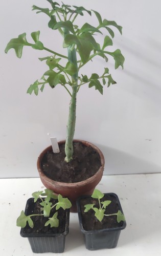 Senecio articulé sénecios - senecio,
