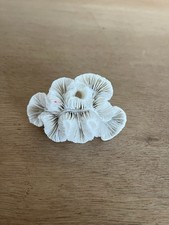 Corail ancien Fungia ou Coussin de requin DB4￼