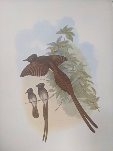 1969 oiseau imprimé ince s - 1969,