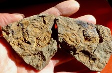 ÉCHINODERME PRIMITIF ET TRILOBITE DU CAMBRIEN DE RÉPUBLIQUE TCHÈQUE