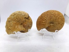 2 ammonites fossiles