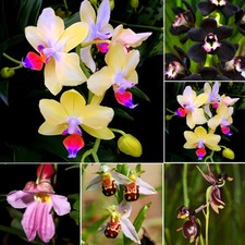 Rare graine d'orchidée perroquet graine d'orchidée graine d'iris noire 100