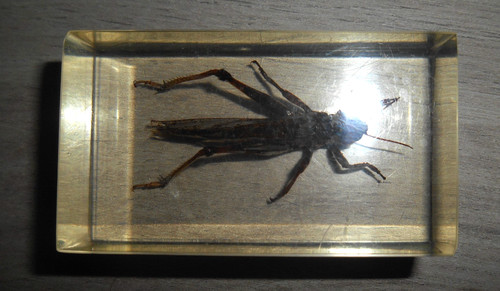Porte clef insecte - porte,