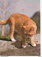 Animaux - Chats - Chatons -