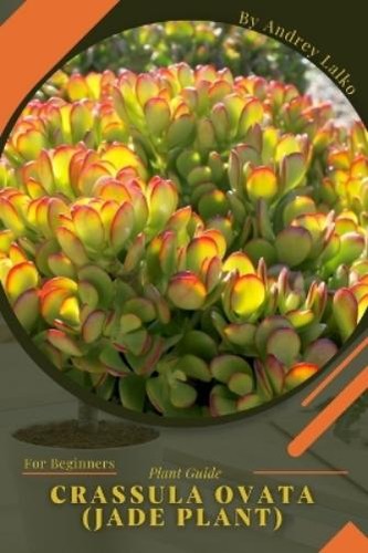 Andrey lalko crassula ovata - andrey,