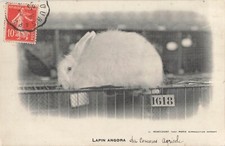 CP LAPIN ANGORA - 52632