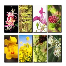 Fiches fleurs bach - fleurs, de