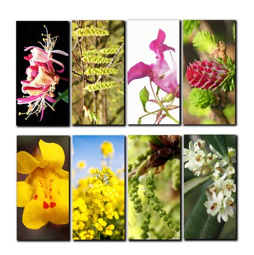 Fiches fleurs bach - fleurs, de